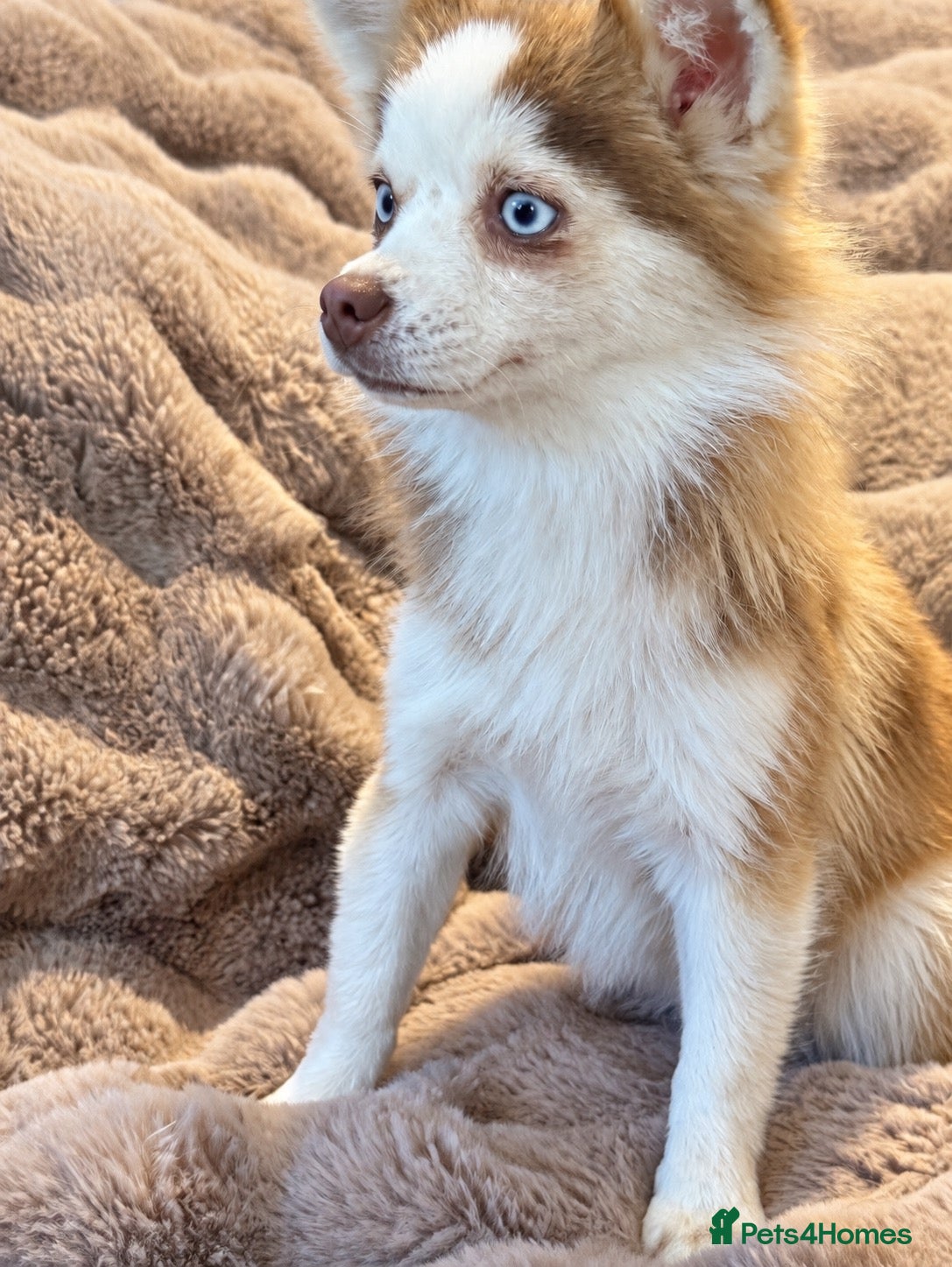 Pomsky dogs F2 Pomsky bright blue eyes  - Advert 1