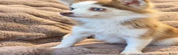 Pomsky dogs for sale: F2 Pomsky bright blue eyes  - Advert 2