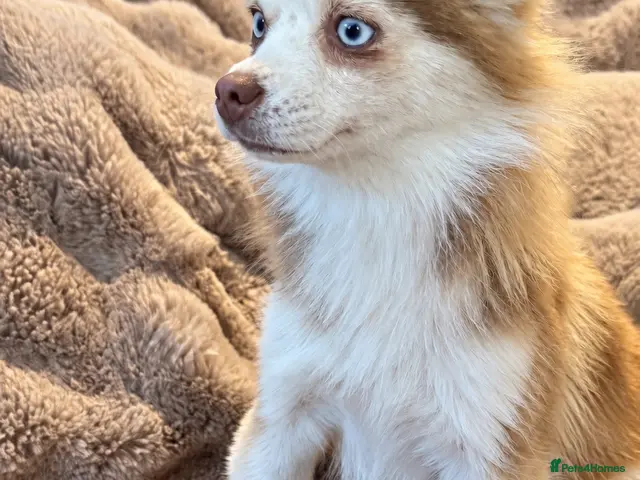 Pomsky dogs for sale: F2 Pomsky bright blue eyes - Advert 2