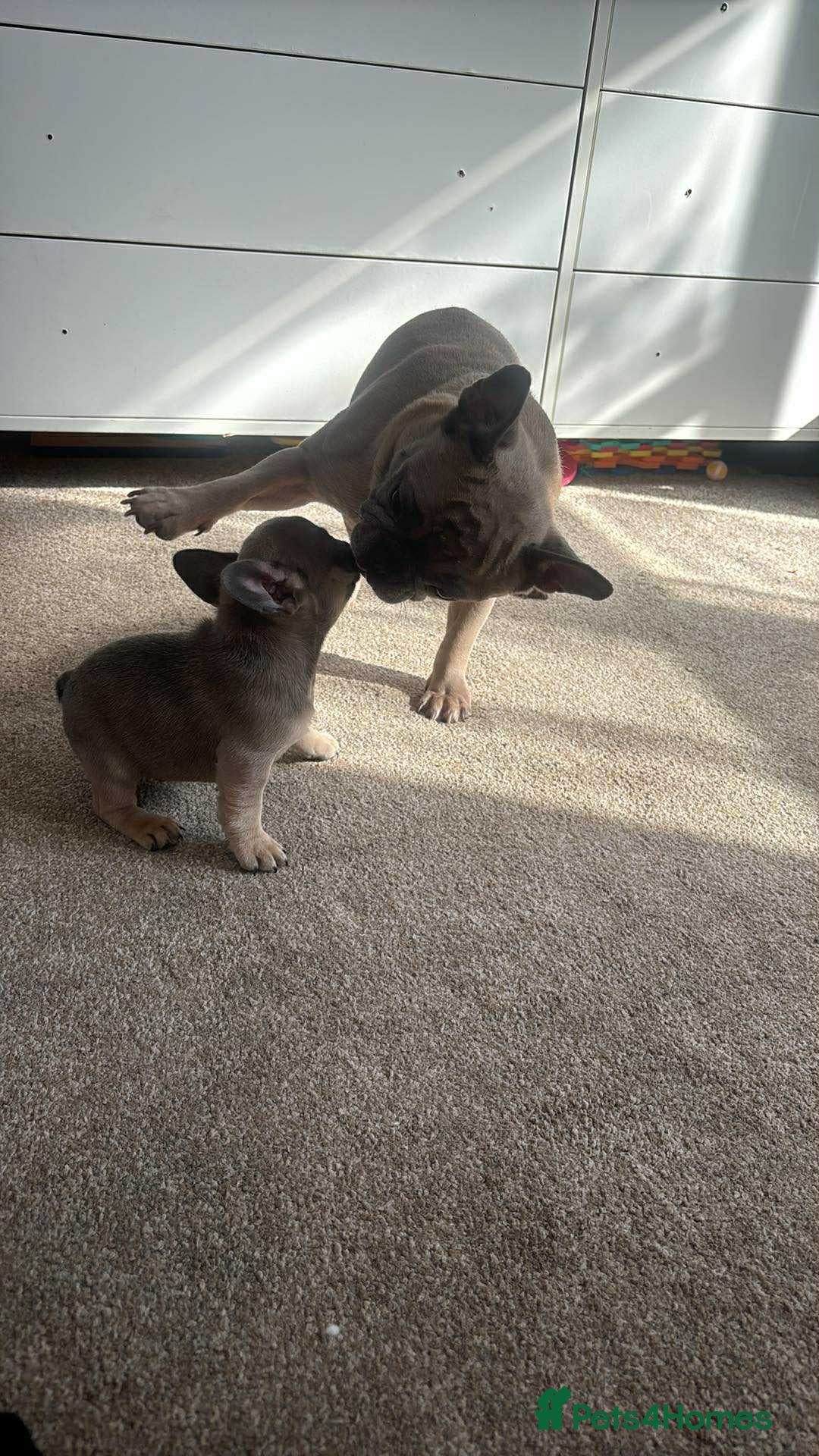 French Bulldog dogs for sale: Lilac bluefawn Frenchbulldog puppies ready to go   - Image 4