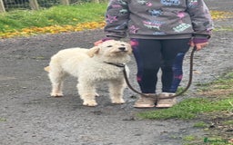 Labradoodle dogs for sale: F1 Female Merle Labradoodle - Image 3