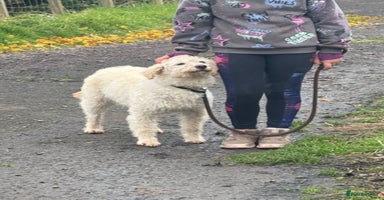 Labradoodle dogs - Advert 2