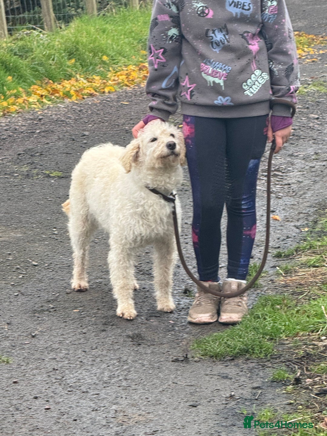 Labradoodle dogs for sale: F1 Female Merle Labradoodle - Image 3