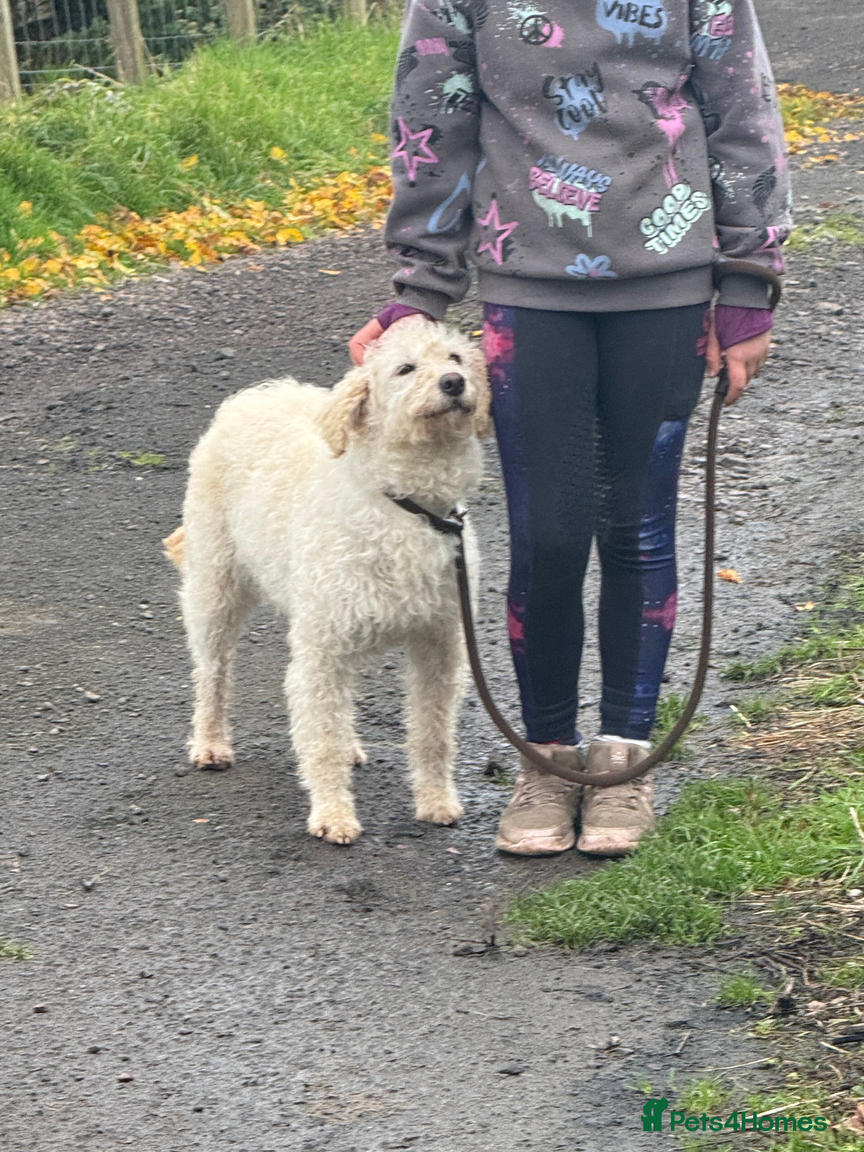Labradoodle dogs for sale: F1 Female Merle Labradoodle - Advert 5