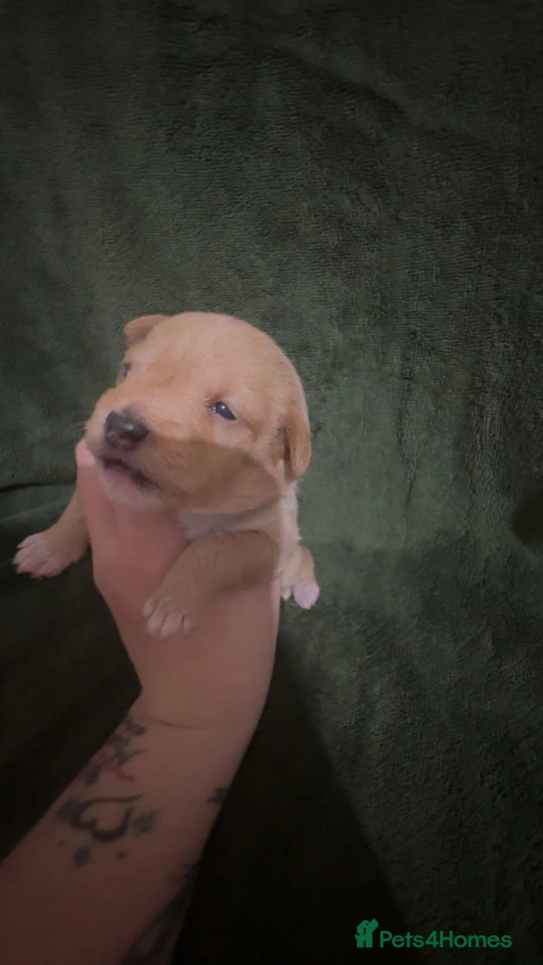 Jack Russell dogs for sale: Jack Russell puppies - Advert 2