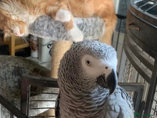 Parrots birds African grey, affectionate & friendly - Advert 1