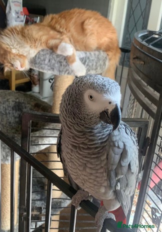 Parrots birds African grey, affectionate & friendly - Advert 1