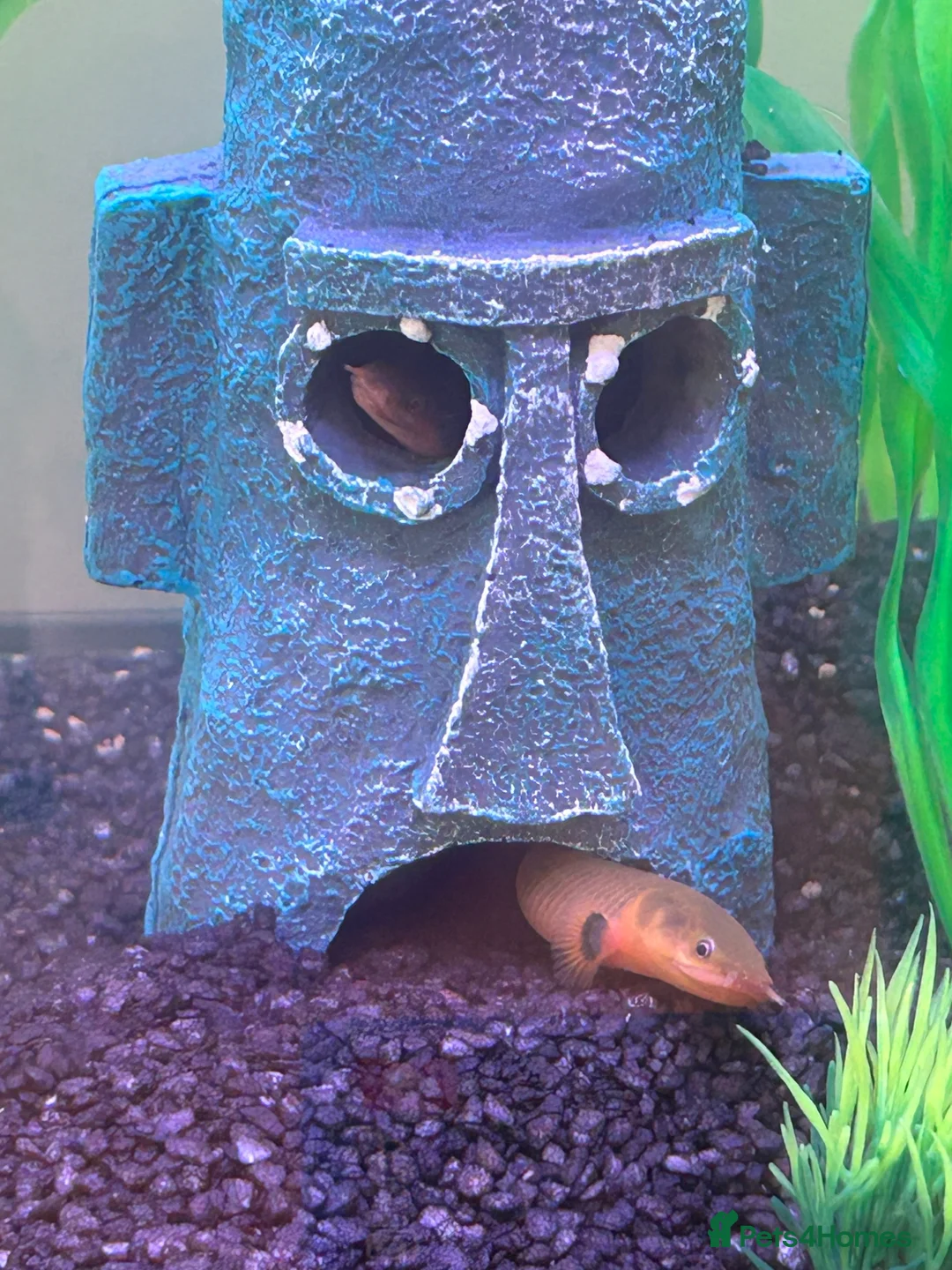 Other/Mixed Breed fish for sale: Rope Fish / African Reedfish – Pair - Advert 4