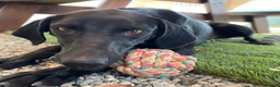 Labrador Retriever dogs for adoption: Gracie - super sweet girl! - Advert 2