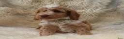 Cockapoo dogs for sale: FI CHAMPAGNE AND WHITE  MALE FROM 5* BREEDER - Advert 6