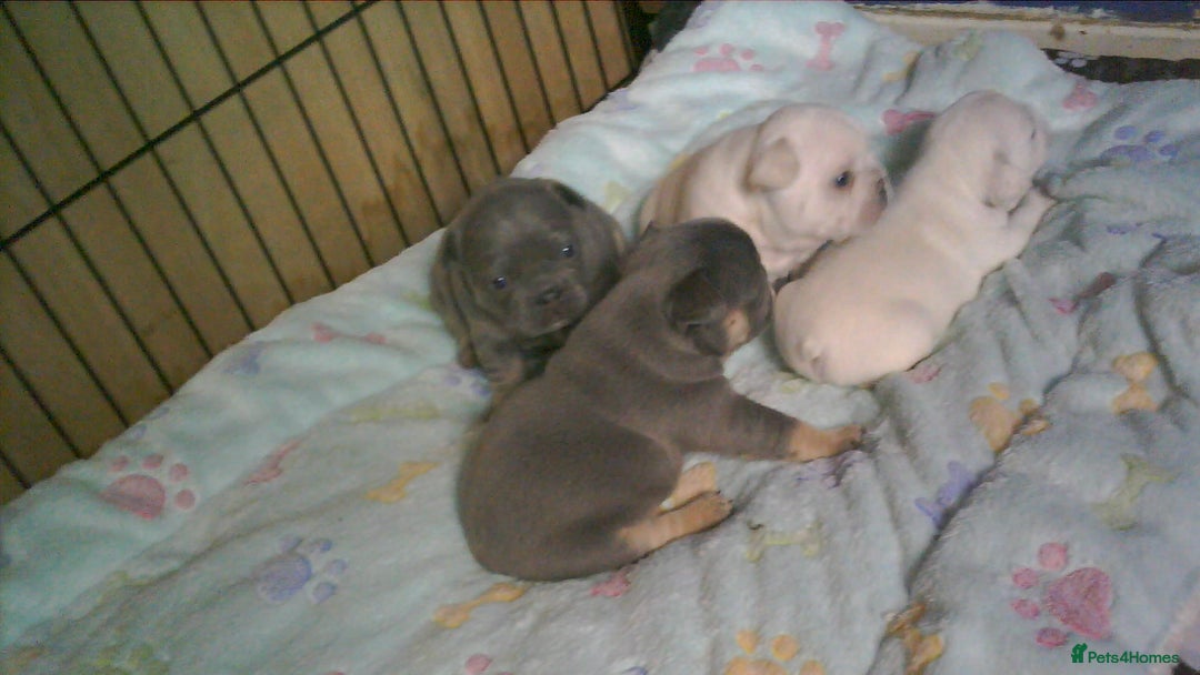 French Bulldog dogs for sale: FRENCH BULLDOG PUPPYS - Advert 5