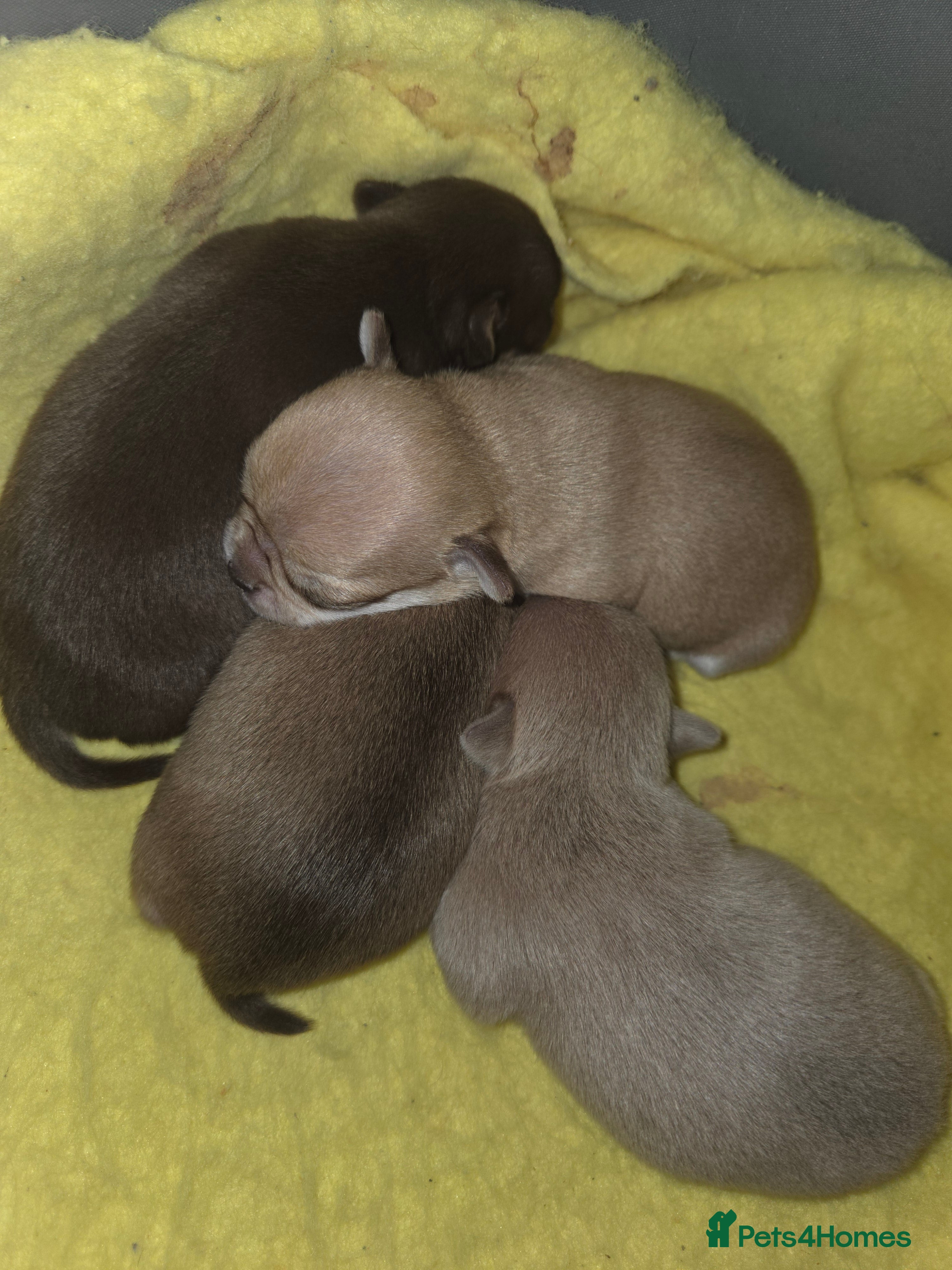 Chihuahua dogs Chocolate chihuahua male puppies  - Advert 10