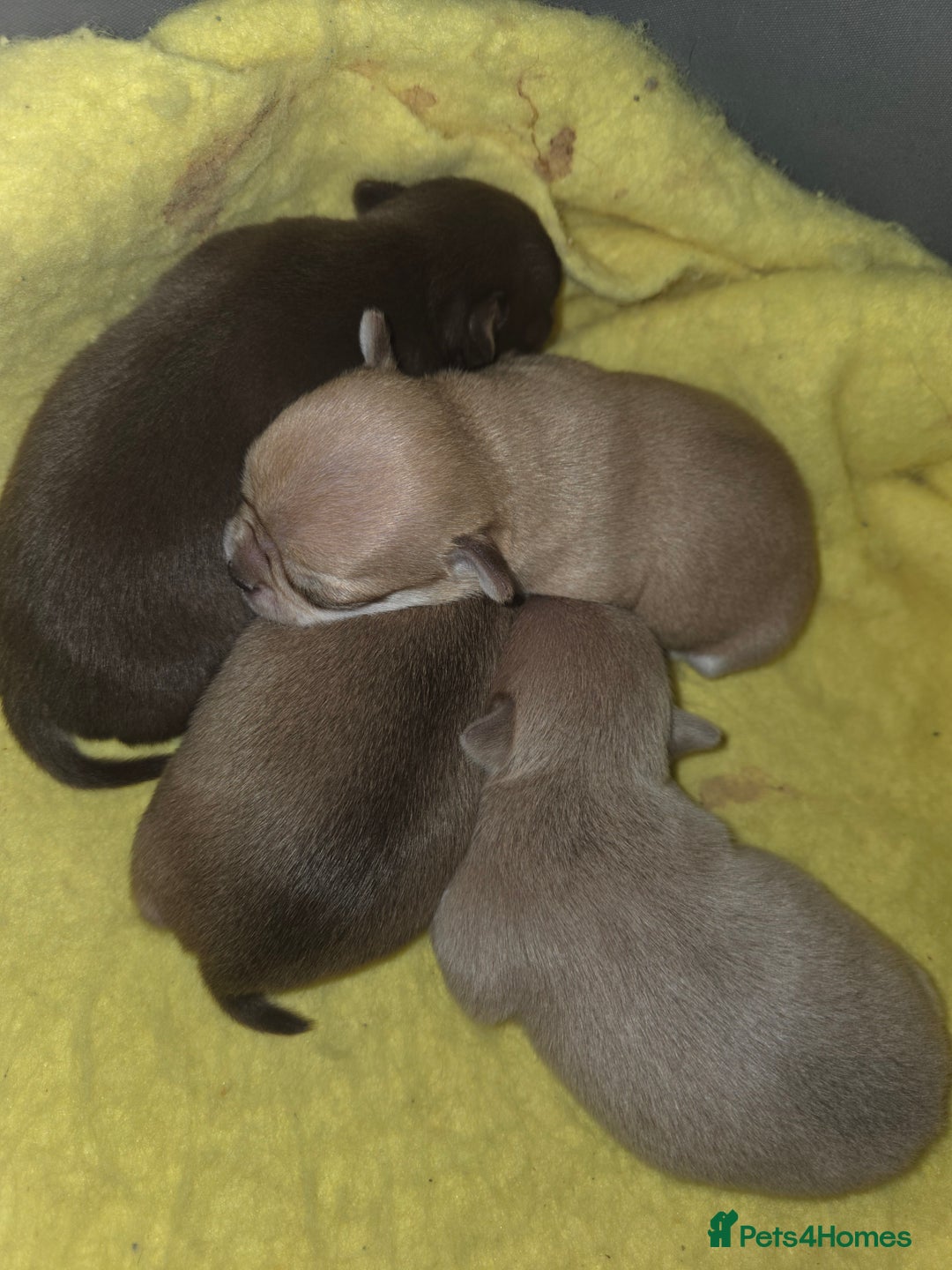 Chihuahua dogs for sale: Chocolate chihuahua male puppies  - Advert 1