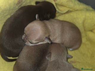 Chihuahua dogs Chocolate chihuahua male puppies - Advert 9