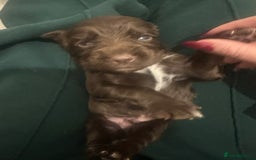 Cocker Spaniel dogs for sale: Working cocker spaniel puppies - Image 11