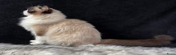 Ragdoll cats for sale: Ragdoll female ACTIVE GCCF registered  - Advert 5