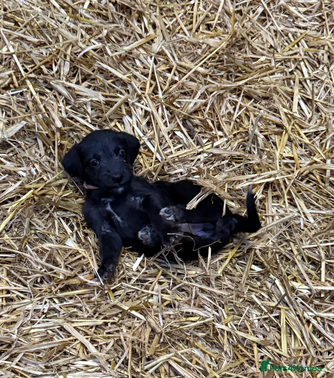 Mixed Breed dogs for sale: First cross Bedlington Whippets  - Advert 2