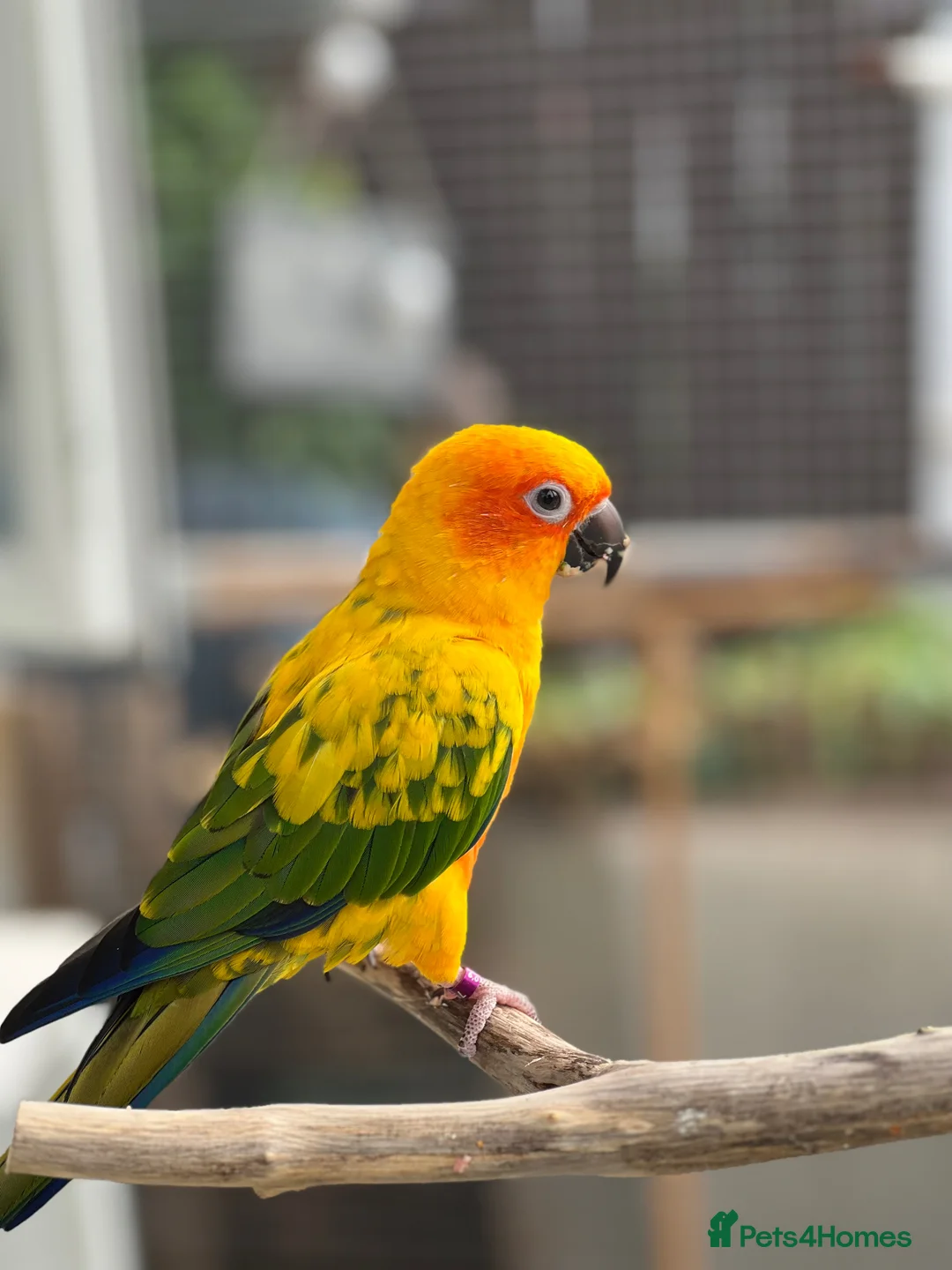 Conures birds for sale: Beautiful hand tame male sun conure.  - Advert 10