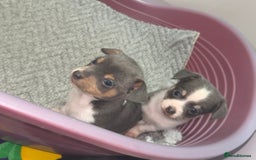 Mixed Breed dogs for sale: Chihuahua/Jack Russell puppies - Image 3