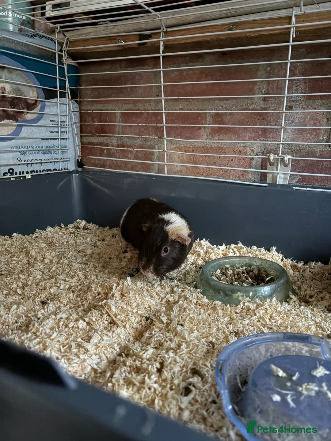 Guinea Pig rodents for sale: Guinea pigs in Bristol - Advert 2