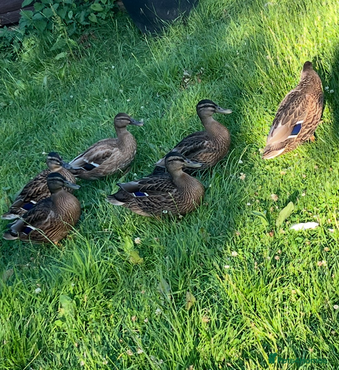 Ducks poultry for sale: Drakes  - Image 2