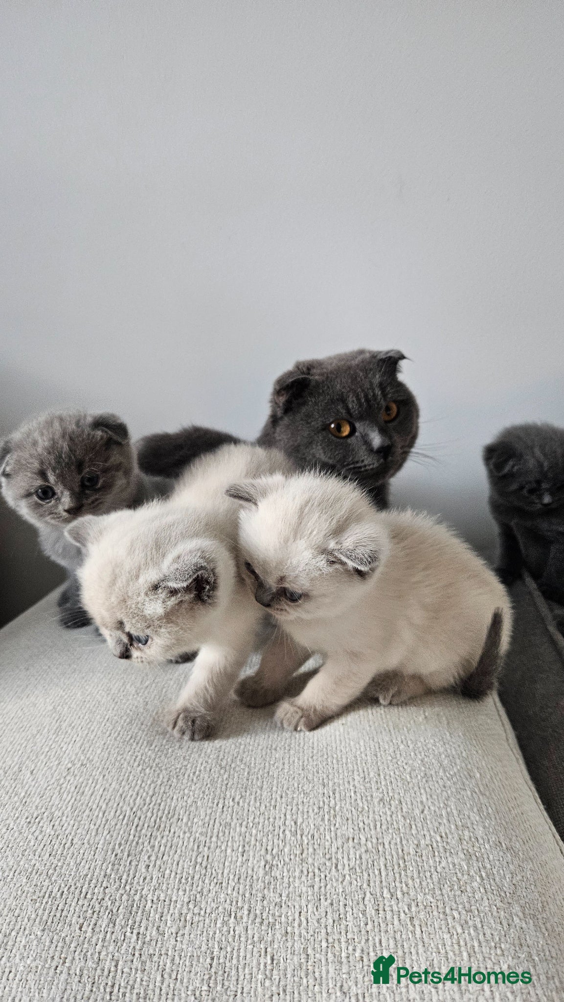 British Shorthair cats 🐱British Shorthair x Scottish Fold Kittens 👑✨️ - Advert 1
