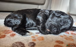 Cockapoo dogs for sale: 🐾 F1b Cockapoo Puppies for Sale 🐾 - Image 8
