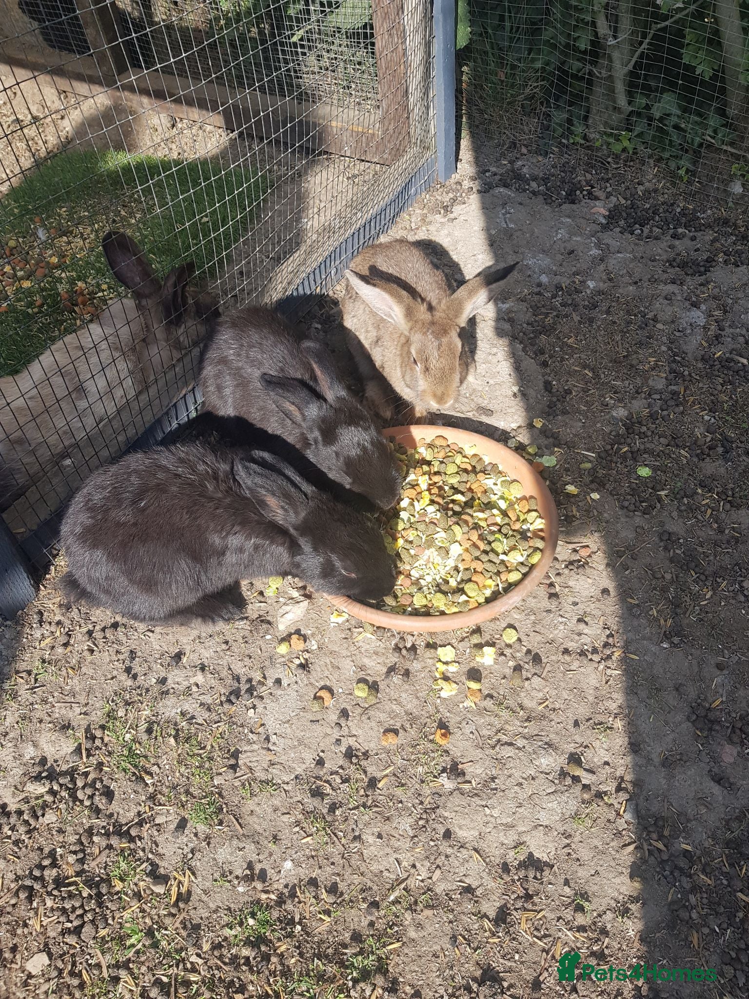 Mixed Breed rabbits Baby rabbits  - Advert 16
