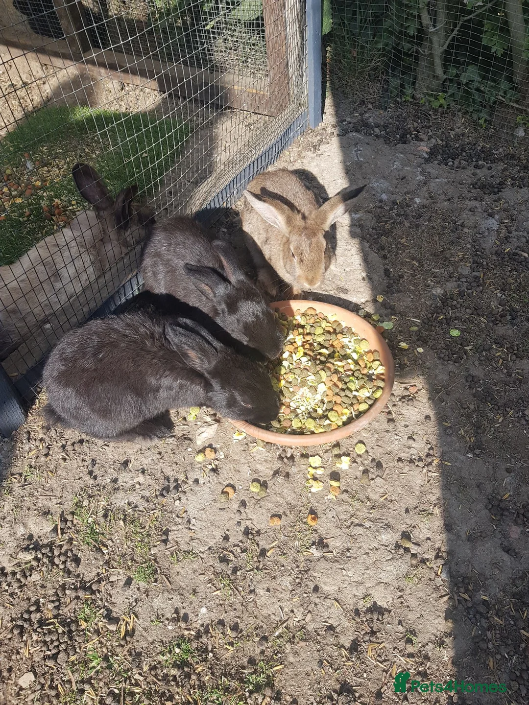 Mixed Breed rabbits for sale: Baby rabbits  in Chesterfield - Advert 1