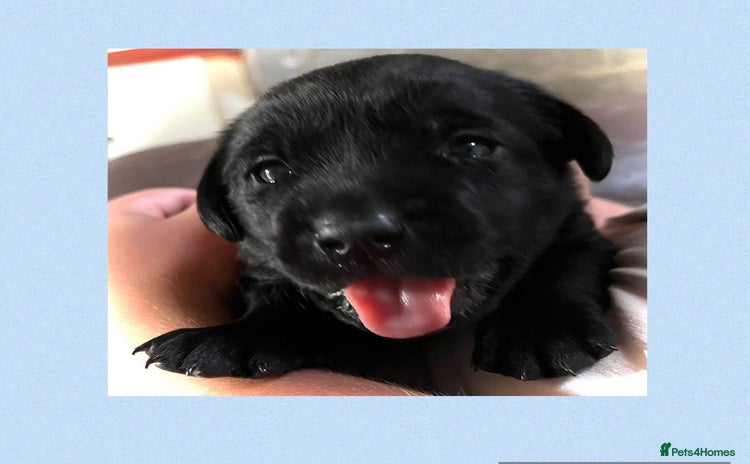 Labrador Retriever dogs - Advert 8
