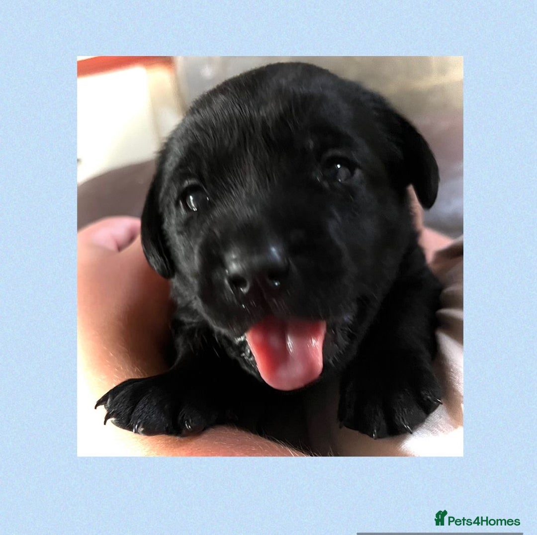 Labrador Retriever dogs for sale: 10 Beautiful black Labrador puppies - Image 7