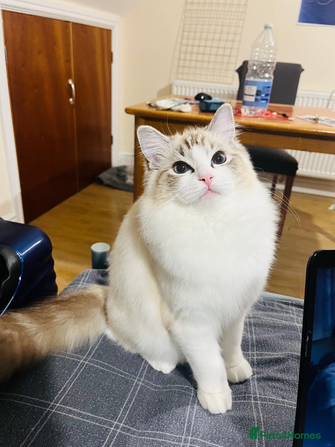 Ragdoll cats for sale: GCCF Registered Ragdoll Kittens Available  - Advert 1