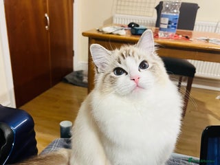 Ragdoll cats GCCF Registered Ragdoll Kittens Available - Advert 1