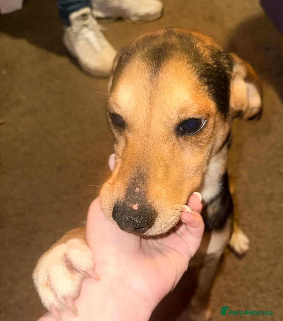 Mixed Breed dogs for sale: Jack Russell / spaniel mix  - Advert 3