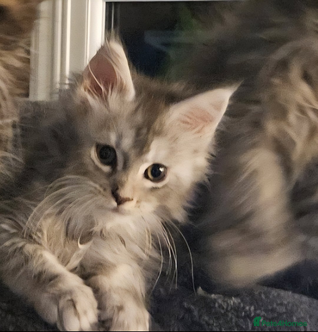 Maine Coon cats for sale: HIGH SILVER EHITE  GIRL ✨TICA REG BREEDER - Image 9