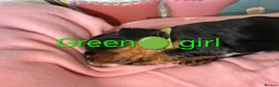Cavalier King Charles Spaniel dogs for sale: Health Tested Cavalier King Charles  - Advert 21