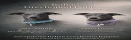Italian Greyhound dogs for sale: Fresh new Bloodlines - Italian Greyhound Puppies - Advert 1