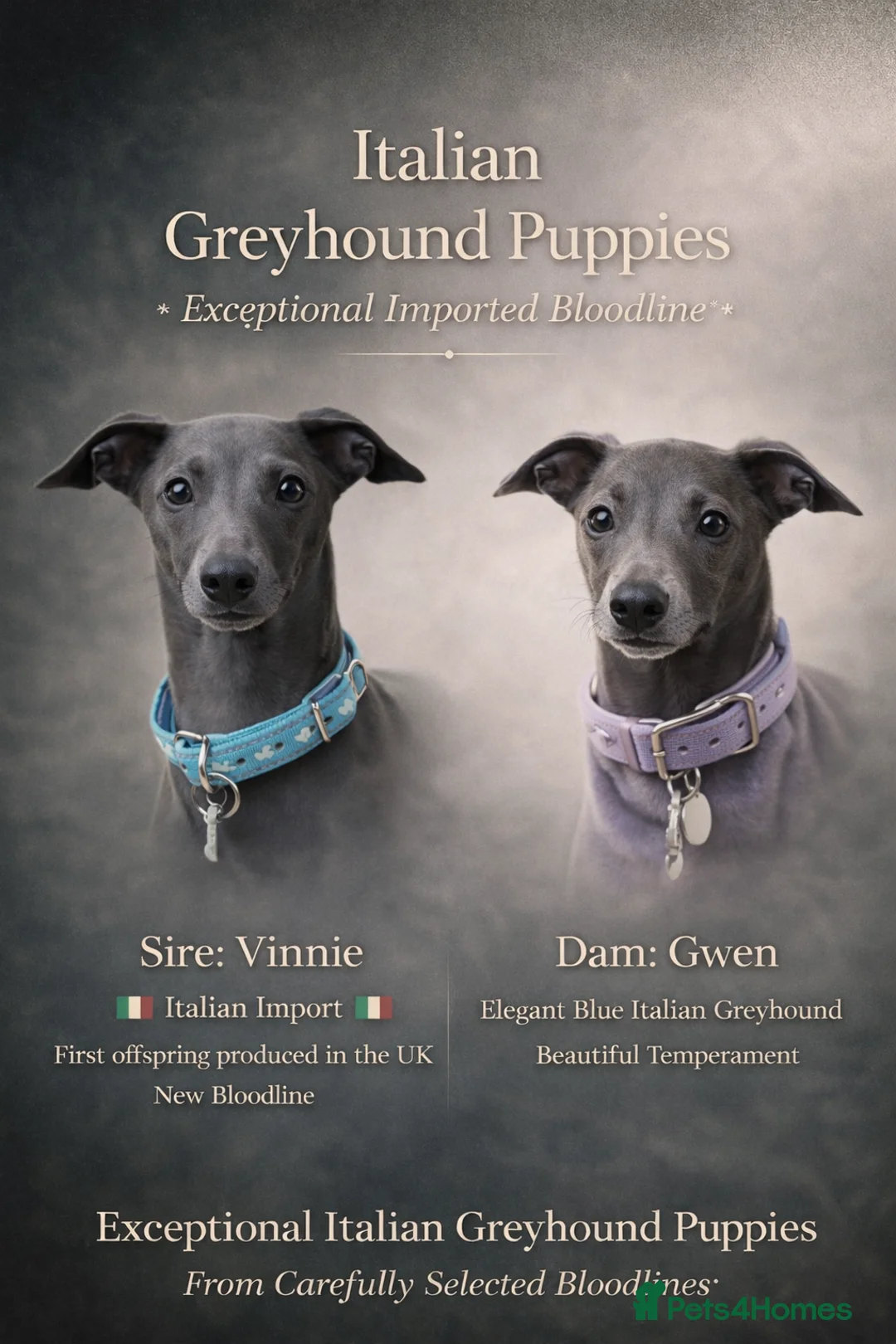 Italian Greyhound dogs for sale: Fresh new Bloodlines - Italian Greyhound Puppies - Advert 1