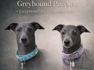Italian Greyhound dogs Fresh new Bloodlines - Italian Greyhound Puppies - Advert 8