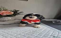 Cavapoo dogs for sale: Adorabile Cavapo Puppies  - Image 5