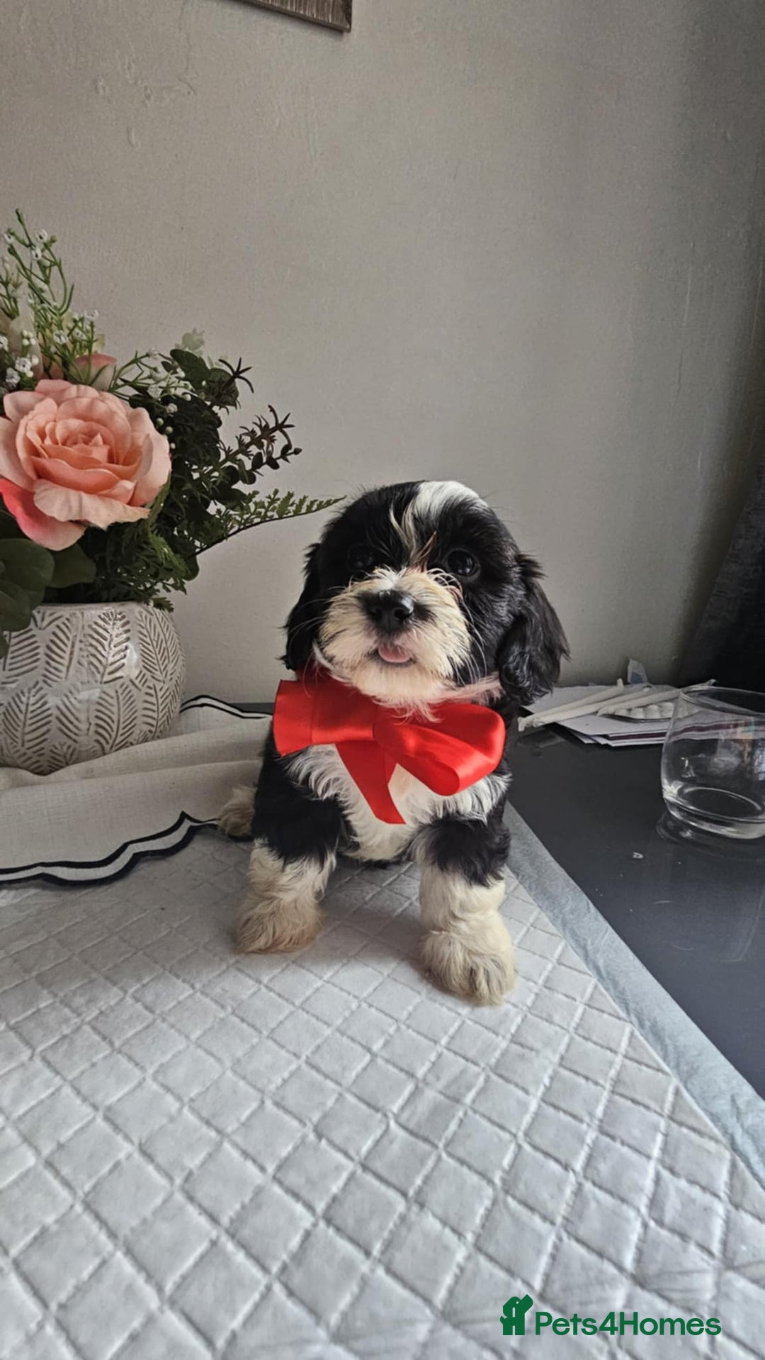 Cavapoo dogs for sale: Adorabile Cavapo Puppies  - Image 5