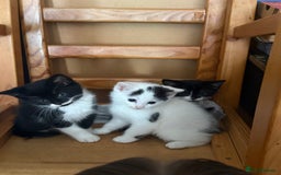 British Shorthair cats for sale: Calico, British shorthair, Persian domestic - Image 1