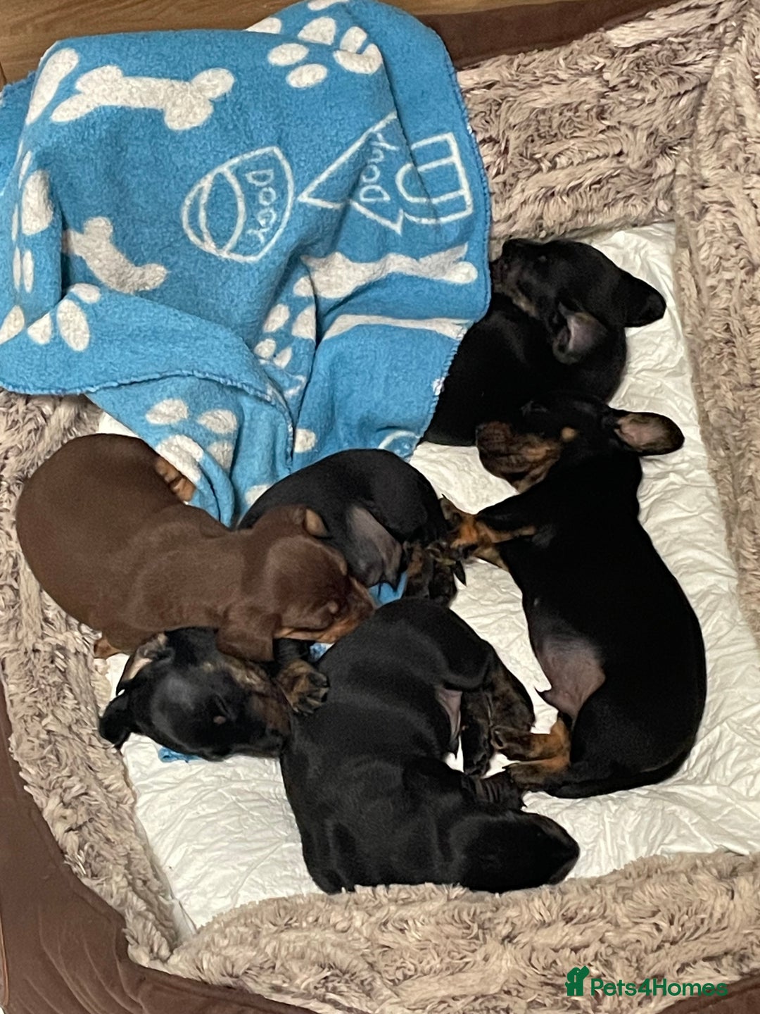 Miniature Dachshund dogs for sale: 3 Black and tan brindle boys - Advert 6