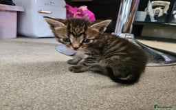 Domestic Shorthair cats for sale: 4 Gorgeous Kittens  - Image 9