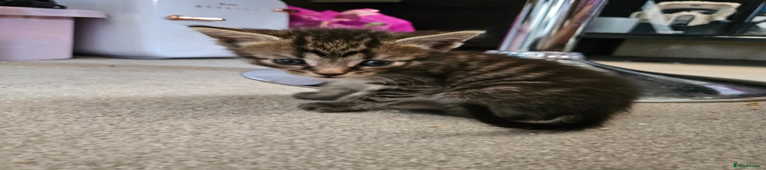 Domestic Shorthair Kitten 1 