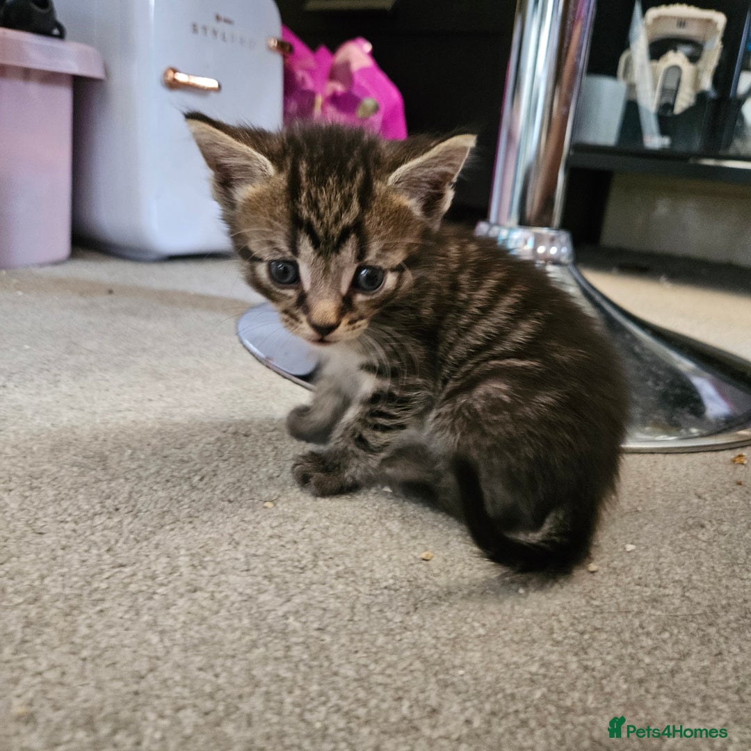 Domestic Shorthair cats for sale: 4 Gorgeous Kittens  - Image 9
