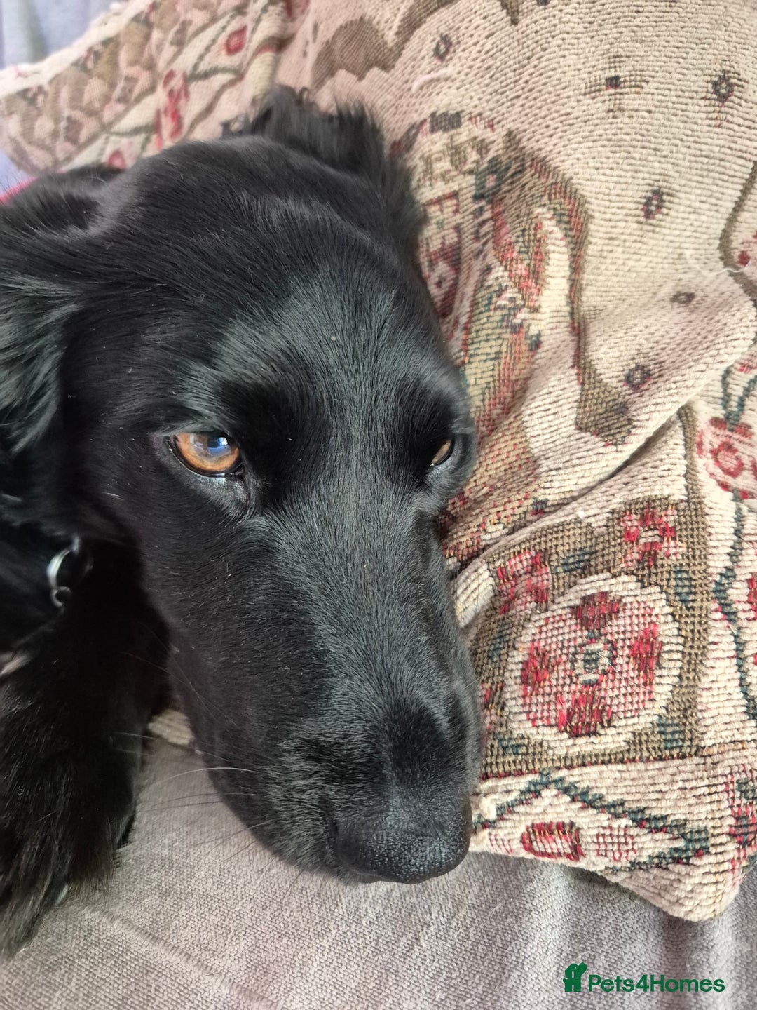 Mixed Breed dogs for sale: Beautiful girl sprollie  - Image 2