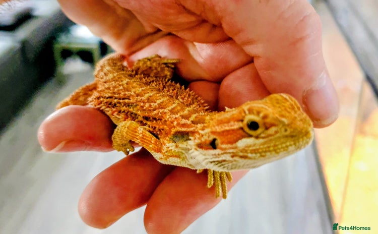 Bearded Dragon reptiles - Advert 8