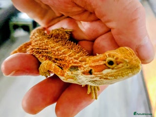 Bearded Dragon reptiles - Advert 3
