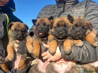 Belgian Shepherd Dog dogs for sale - Advert 1